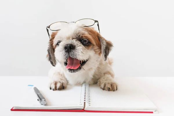 Defter ve kalem ile köpek.