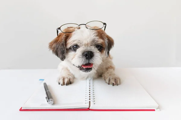 Defter ve kalem ile köpek.