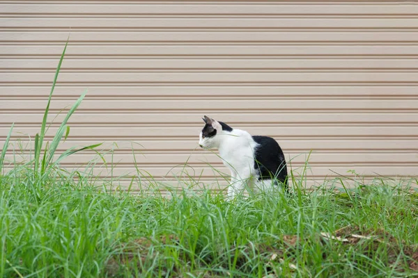 Chat assis sur l'herbe . — Photo