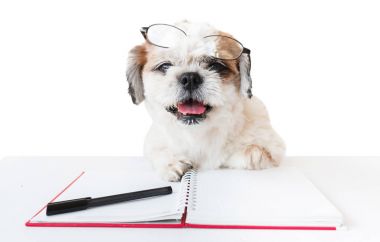 Defter ve kalem ile köpek.