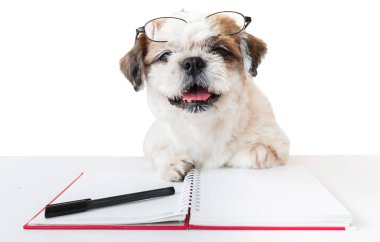 Defter ve kalem ile köpek.