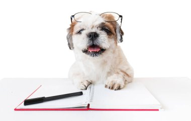 Defter ve kalem ile köpek.