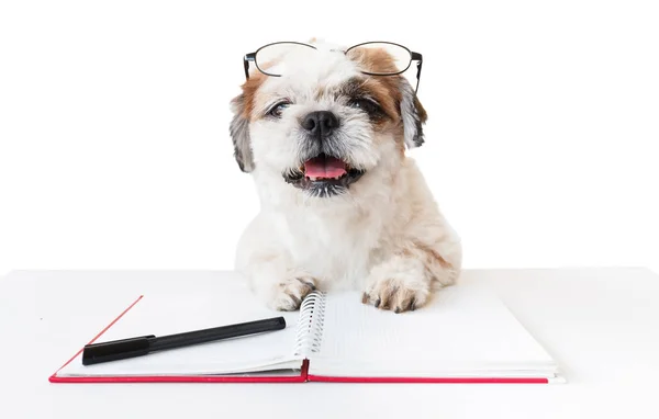 Hond met de notebook en pen. — Stockfoto