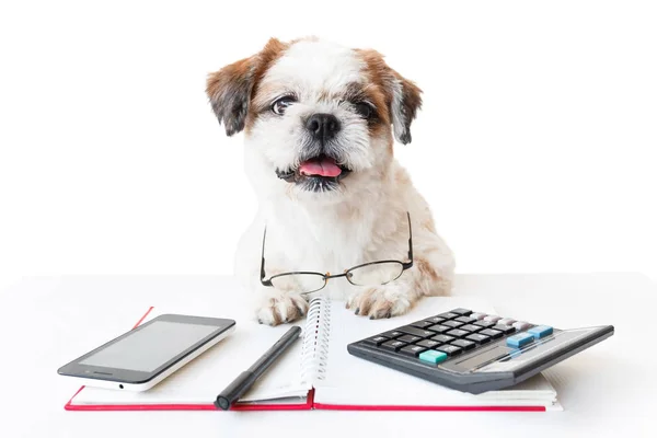 Defter ve kalem ile köpek.