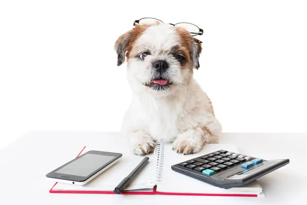 Defter ve kalem ile köpek.