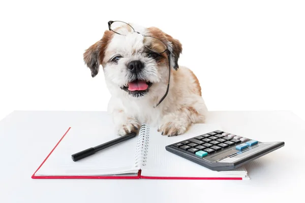 Defter ve kalem ile köpek.