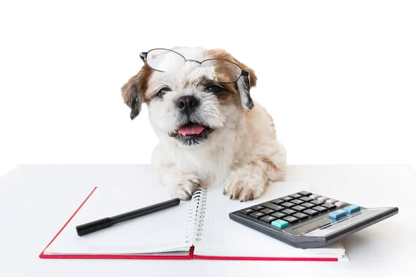 Defter ve kalem ile köpek.