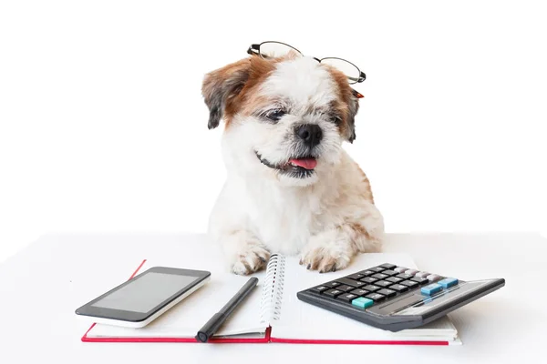 Defter ve kalem ile köpek.