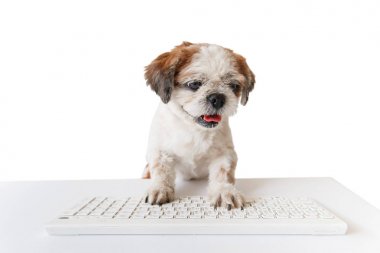 beyaz arkaplan üzerinde köpek.