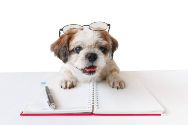 Defter ve kalem ile köpek.