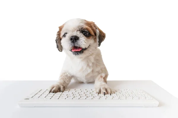 beyaz arkaplan üzerinde köpek.
