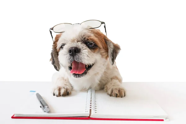 Defter ve kalem ile köpek.