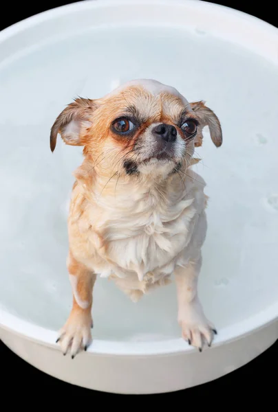 Σκυλί Chihuahua παίρνει ένα λουτρό — Φωτογραφία Αρχείου