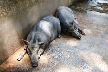 İki domuzu uyku.