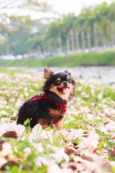 Chihuahua, kleine hond. — Stockfoto