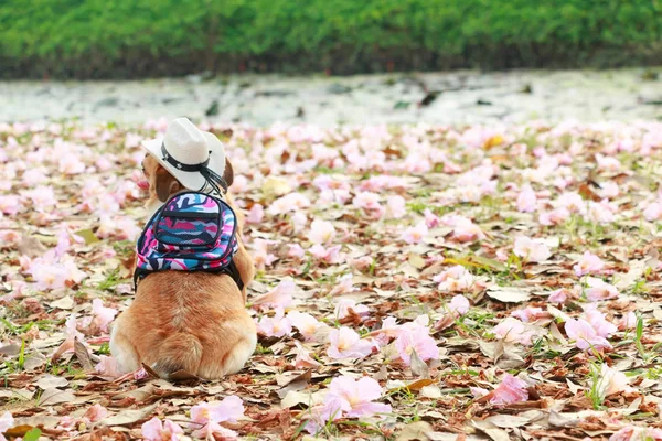 Chihuahua, kleine hond. — Stockfoto