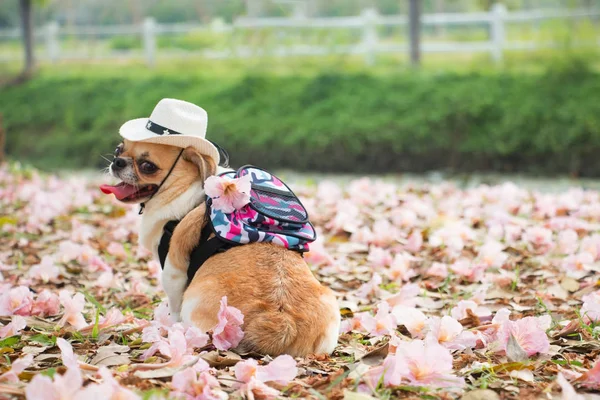 Chihuahua, kleine hond. — Stockfoto
