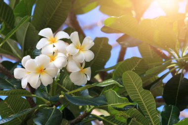 Beyaz plumeria çiçek