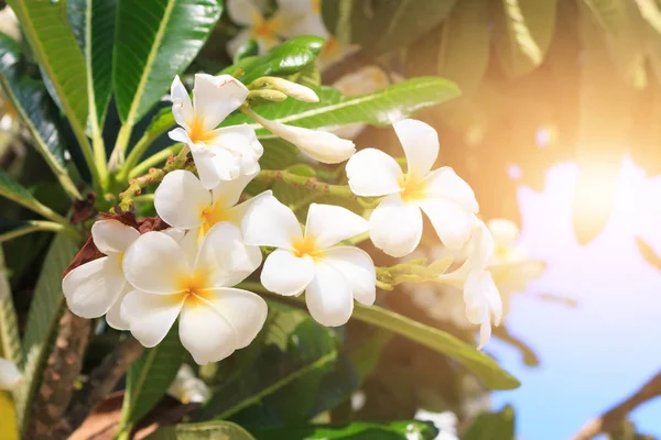 Beyaz plumeria çiçek — Stok fotoğraf