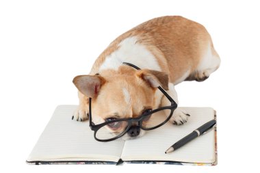 Defter ve kalem ile Chihuahua köpek.