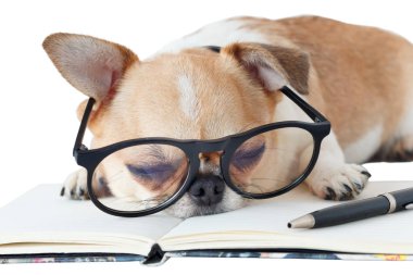 Defter ve kalem ile Chihuahua köpek.