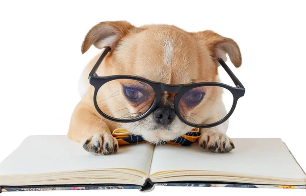 Chihuahua köpek defter ile.