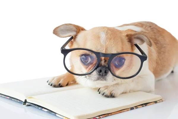 Smart dog in glasses, sits with a book in a chair. Stock Photo