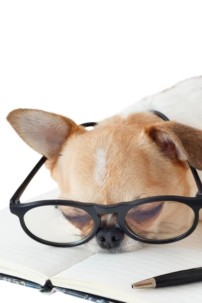 Chihuahua dog with notebook and pen. — Stock Photo, Image