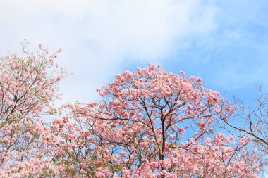 vahşi Himalaya kiraz çiçek.