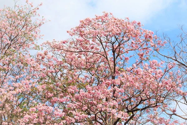 Flor de cereja himalaia selvagem . — Fotografia de Stock