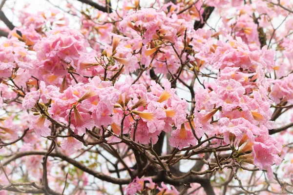 Flor de cerezo del Himalaya salvaje . — Foto de Stock