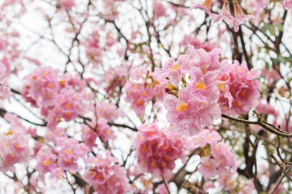 野生喜马拉雅山樱桃花. — 图库照片