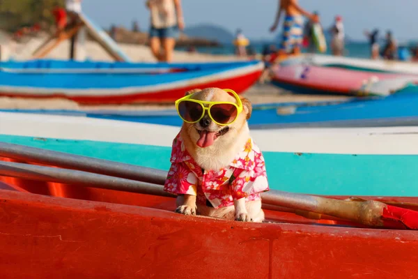 Hond op strand. — Stockfoto