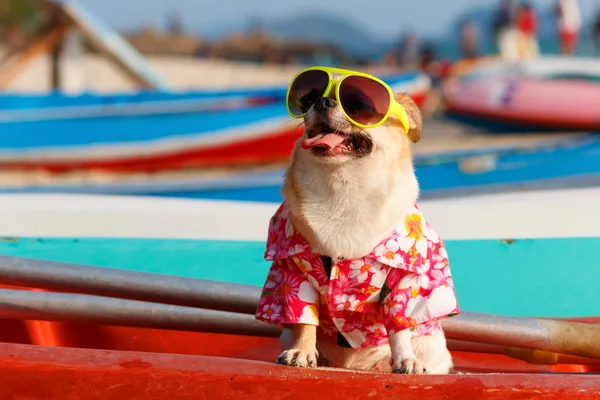 Hond op strand. — Stockfoto