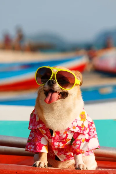 köpek sahilde.
