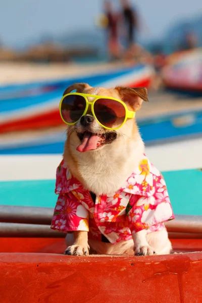 Hond op strand. — Stockfoto