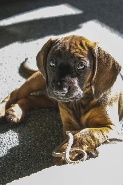 Gwen adlı köpek yavrusu