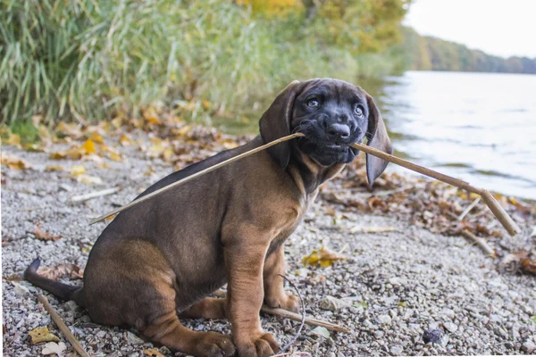 Gwen adlı köpek yavrusu