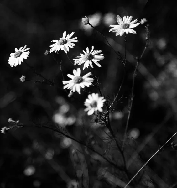 Blütenpracht Der Wiesenkräuter — Stockfoto