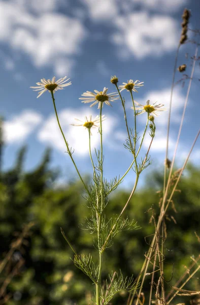 Çayır otlar çiçek açan çiçekler
