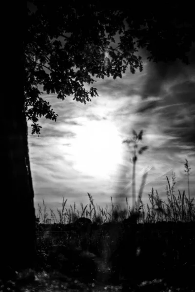 Terk edilmiş ağaç ile yaz aylarında göl üzerinden günbatımı