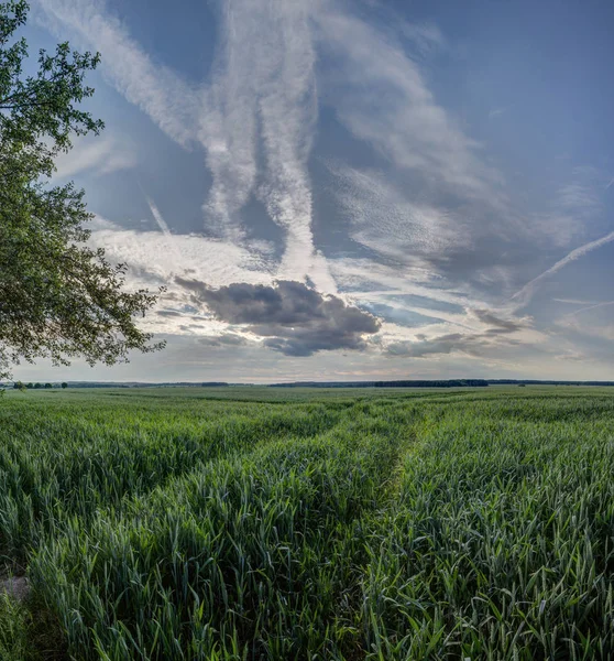 Bahar alanından önce fırtına
