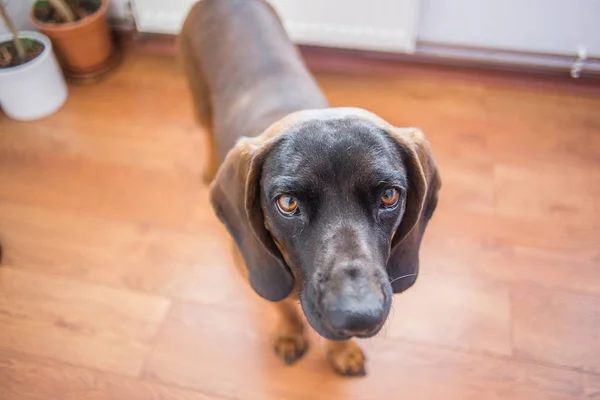 Bavyera Dağ Scenthound köpek