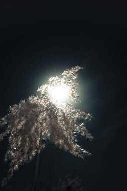 Çim günbatımı siyah ve beyaz