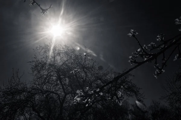 Elma ağacı Bahçe güneşte