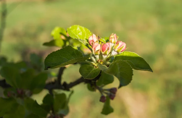 İlkbaharda elma ağacı çiçek açar.