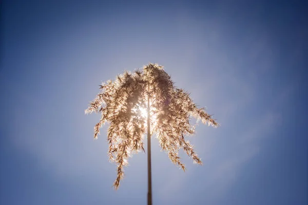 Kuru ot ve yaz güneşte içinden