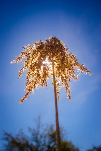 Kuru ot ve yaz güneşte içinden