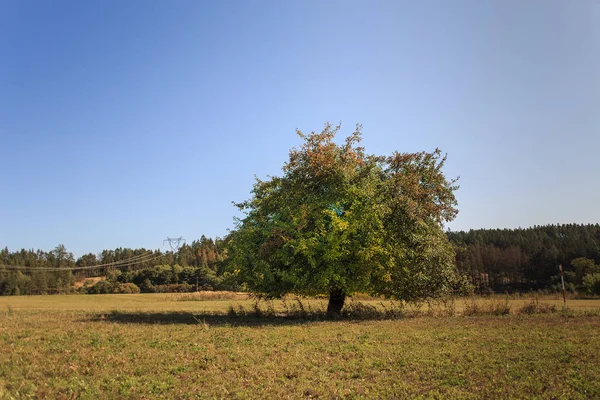 Gölgeli oyunun görüntüsü