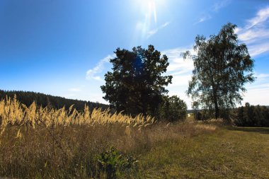 Çayırdaki güneşin manzarası.